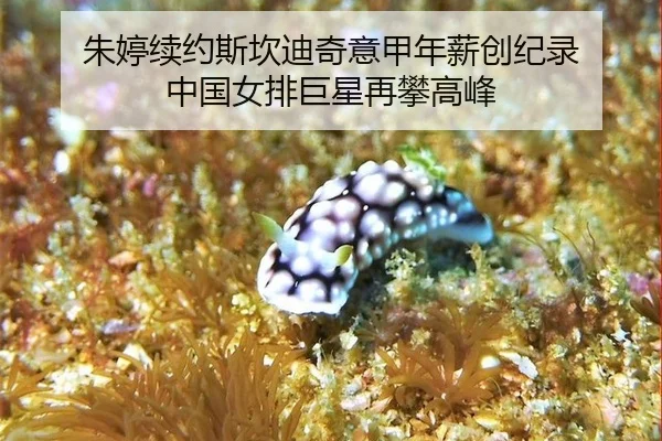 zhu-ting-xu-yue-si-kan-di-qi-yi-jia-nian-xin-chuang-ji-lu-zhong-guo-nv-pai-ju-xing-zai-pan-gao-feng-3-775.jpg